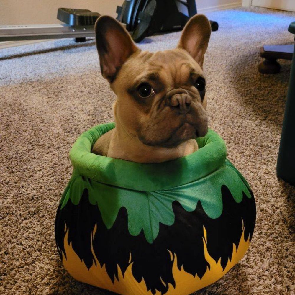 BB