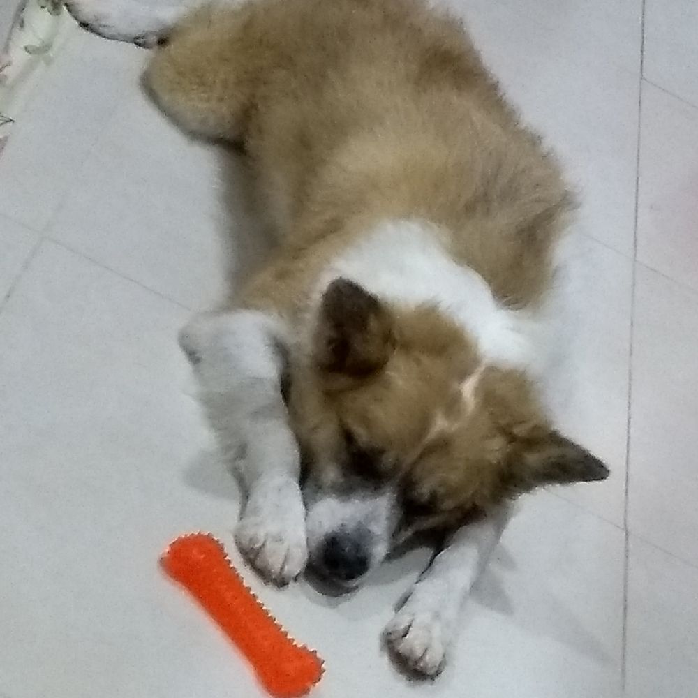 Ex Viúva do Bakugou