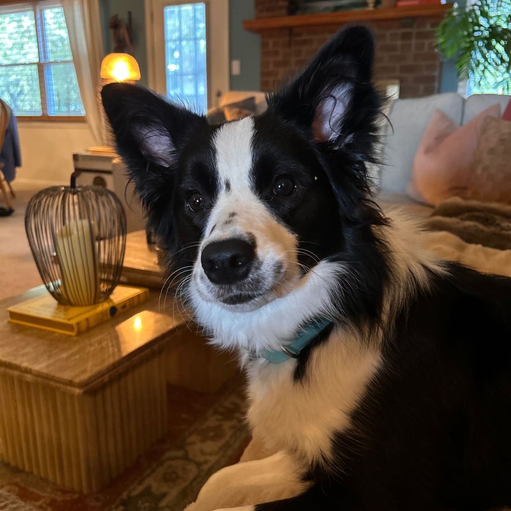 Profile picture bordercolliemom.bsky.social