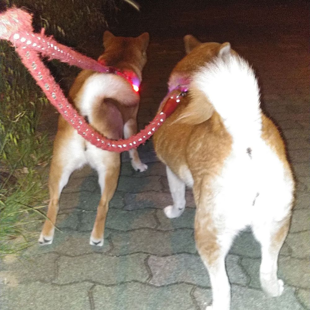 りんごとさくら