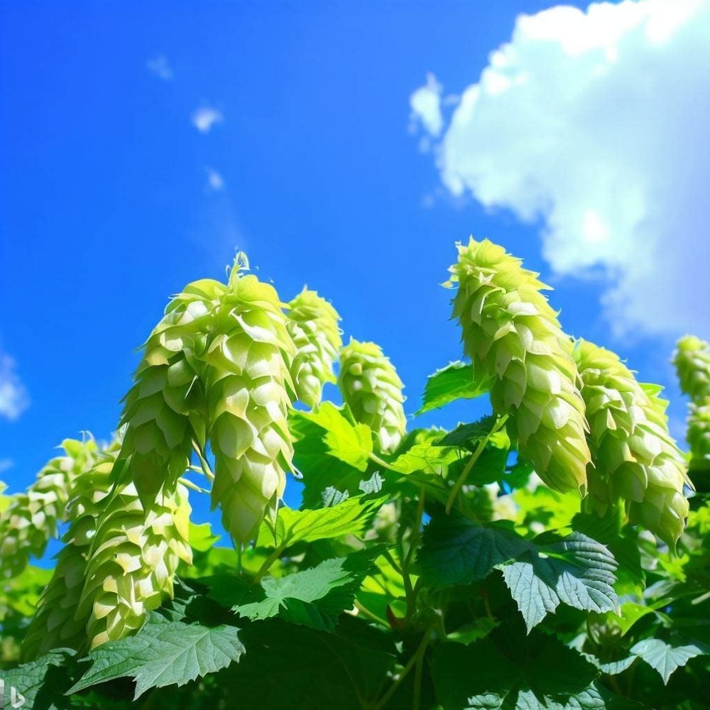 simcoe