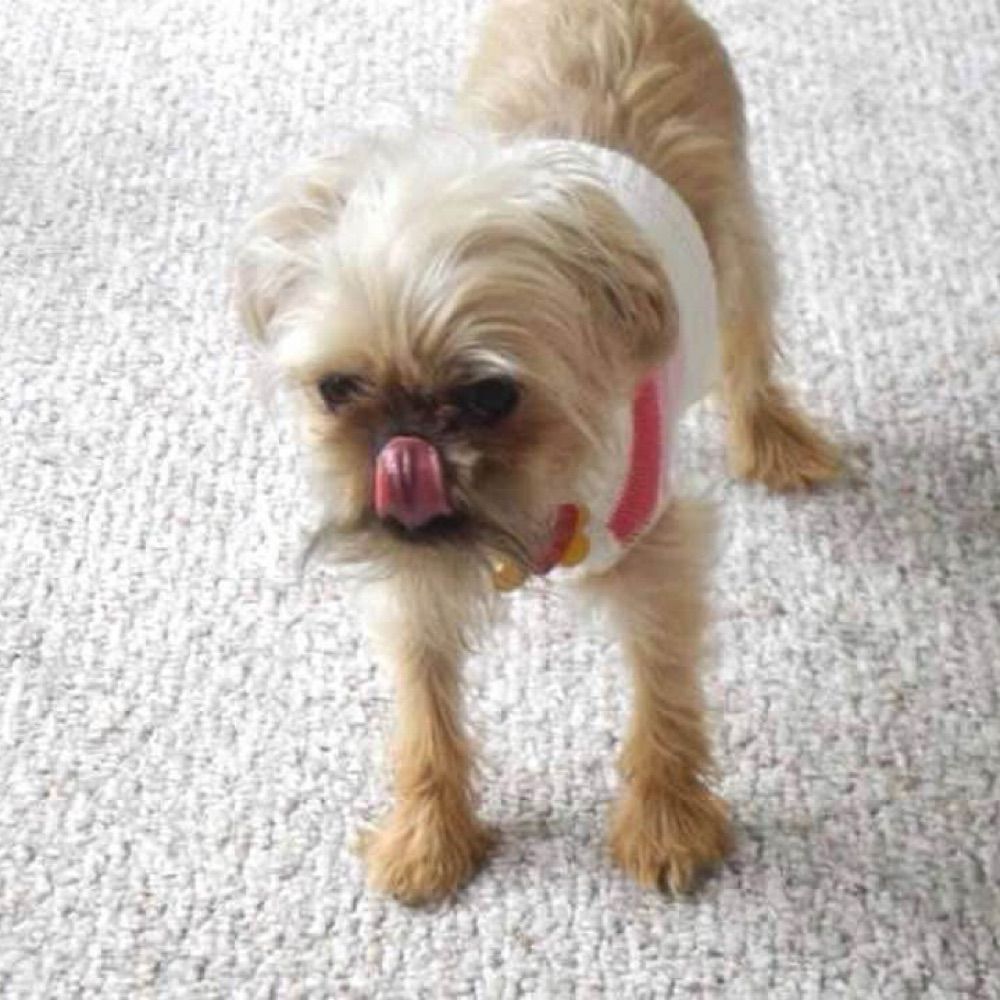 Gracie