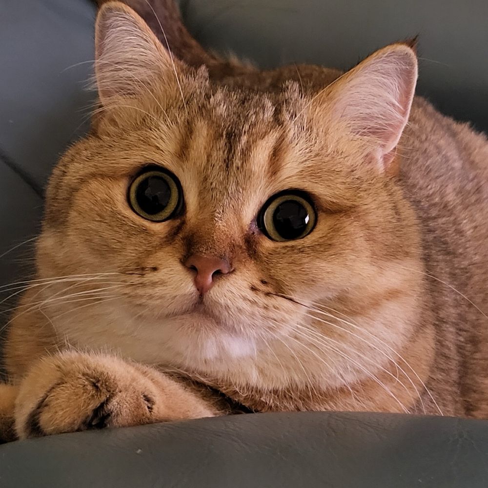 뵈기야