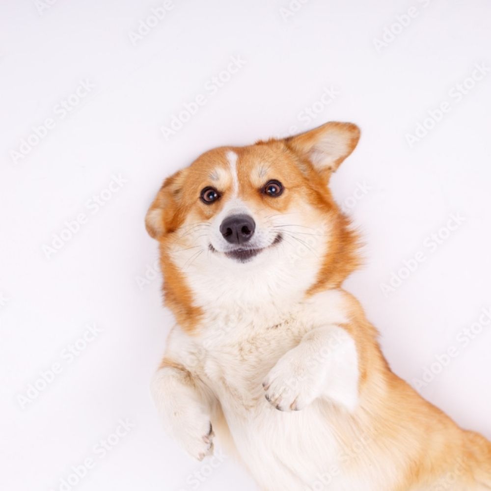 ふくしま