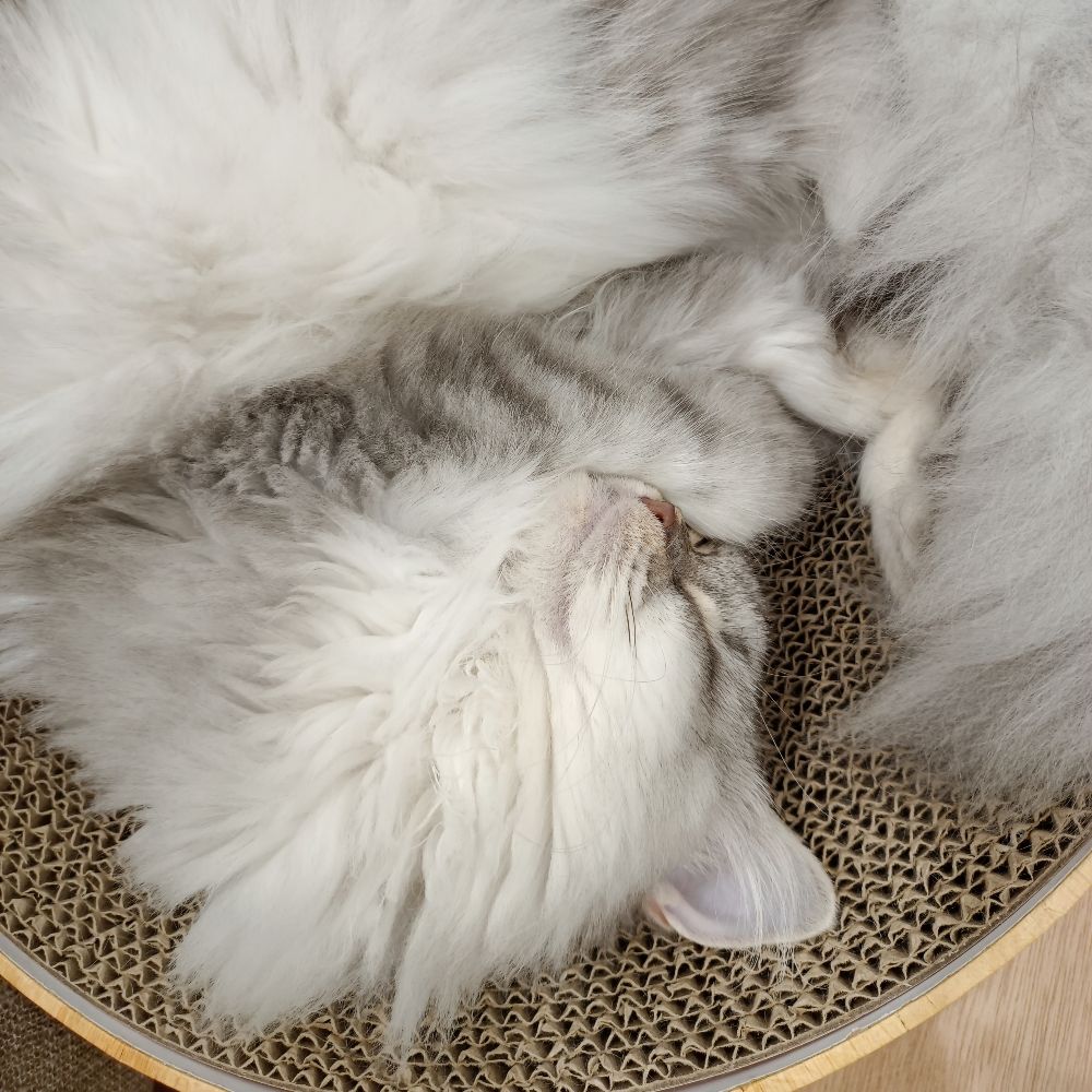 ねこ