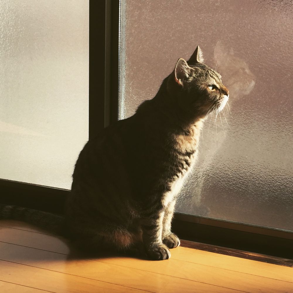 きじとら
