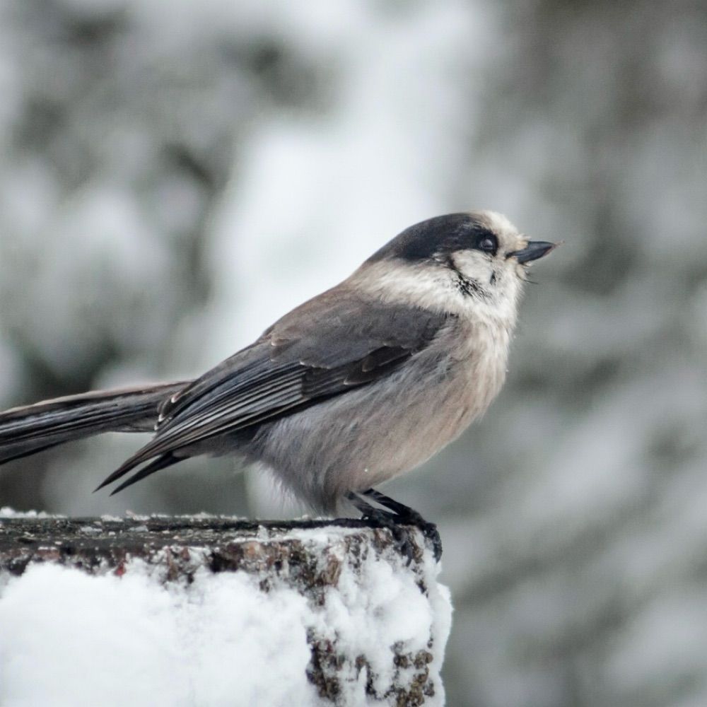 the boreal edge