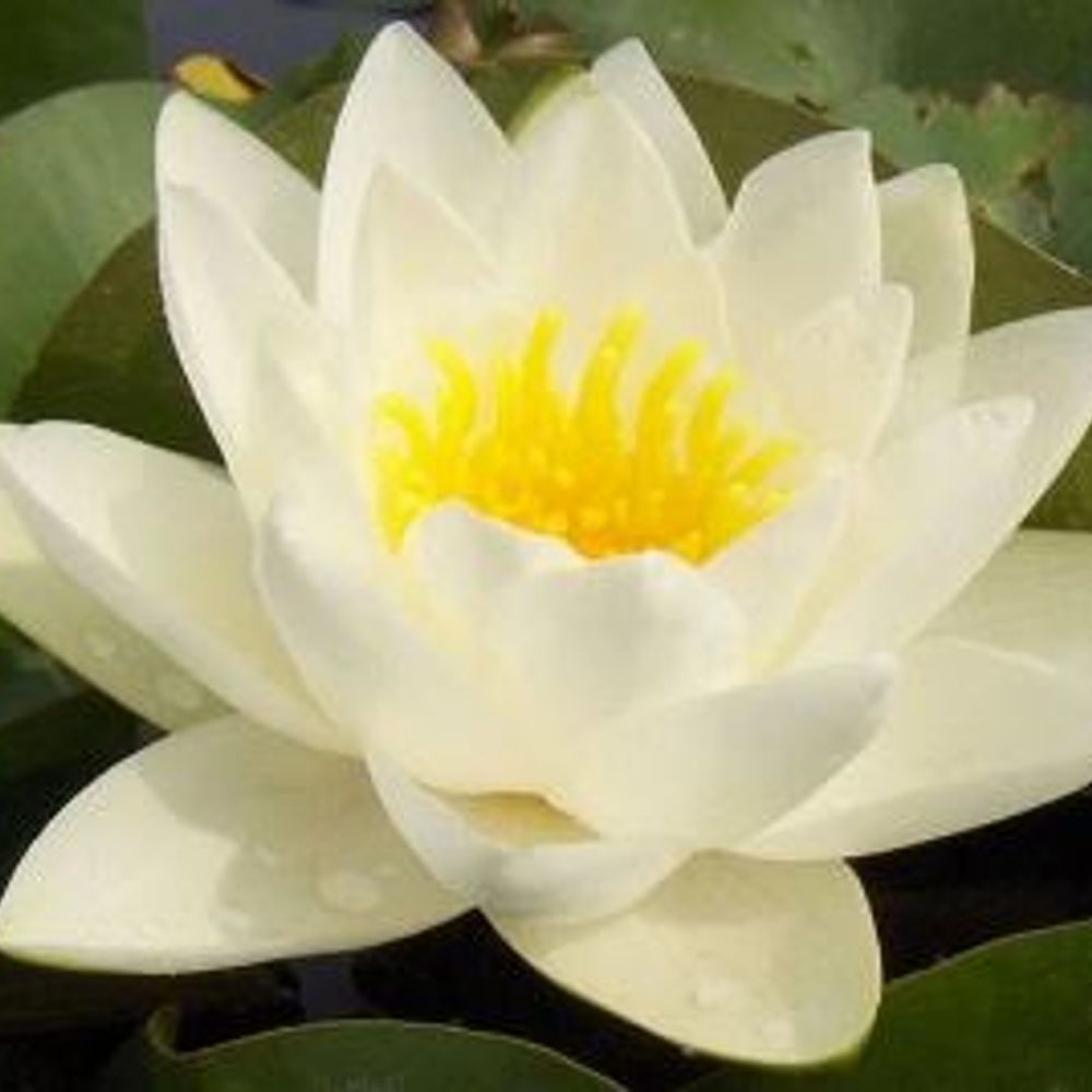 Lily 