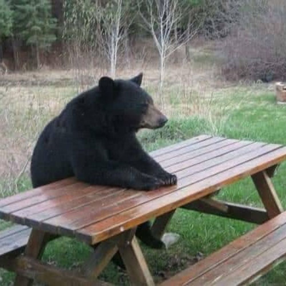 ursus