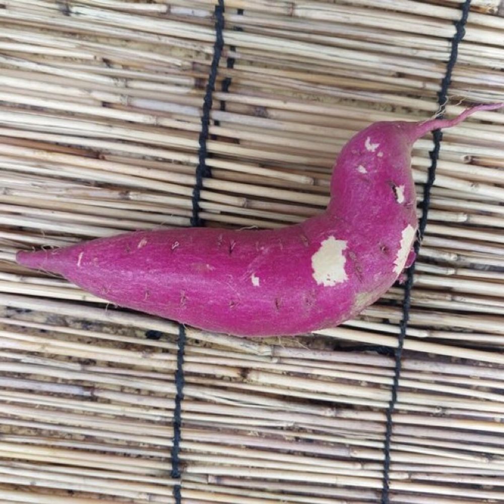 밤고구미