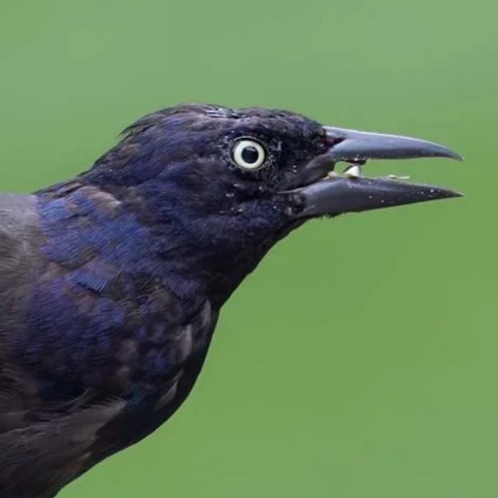 Grackleton