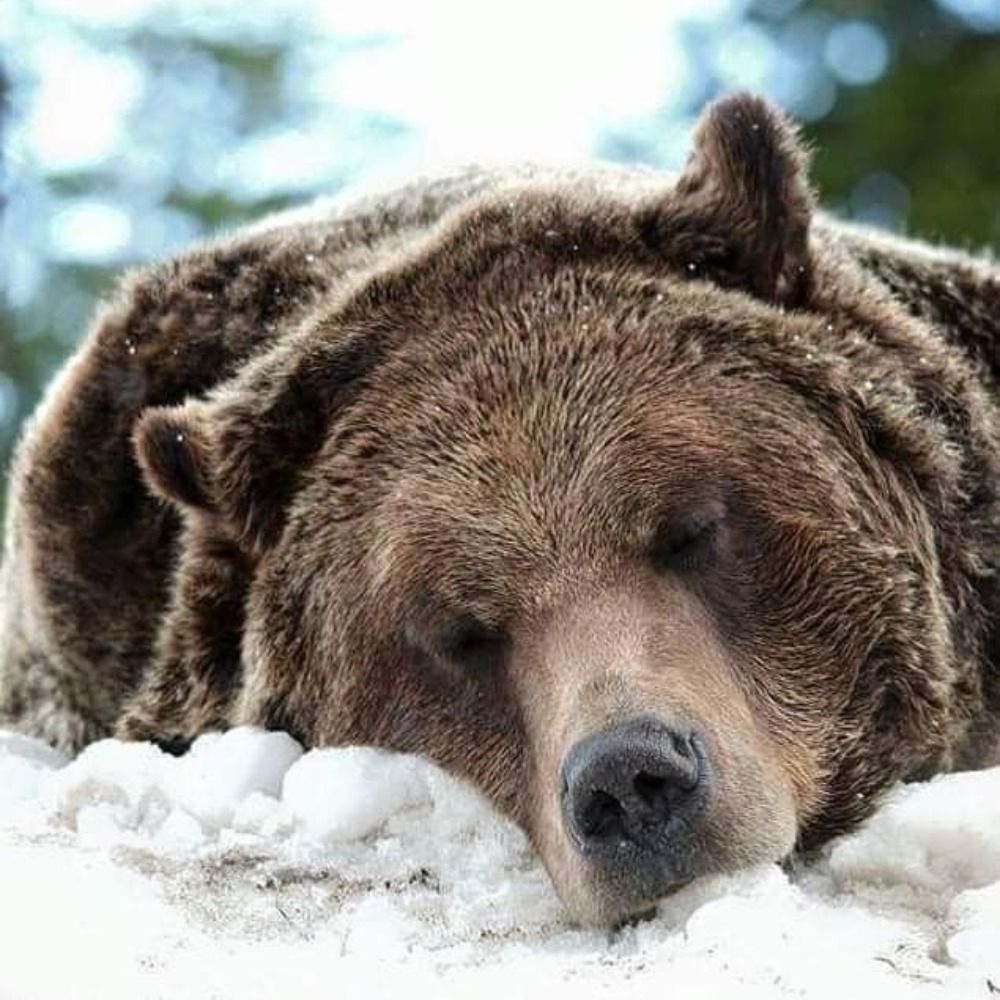 Coffee Bear