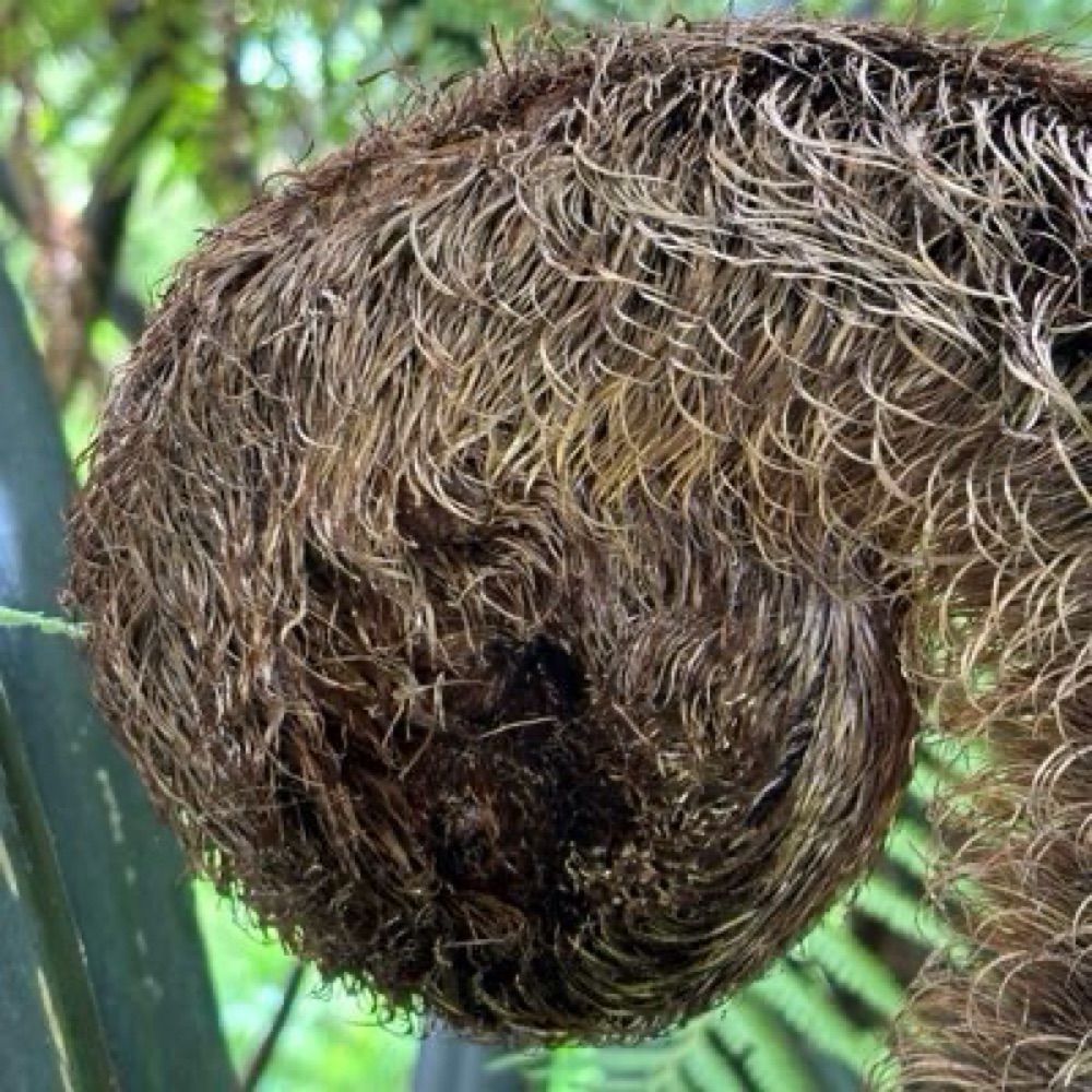 Hairykiwi