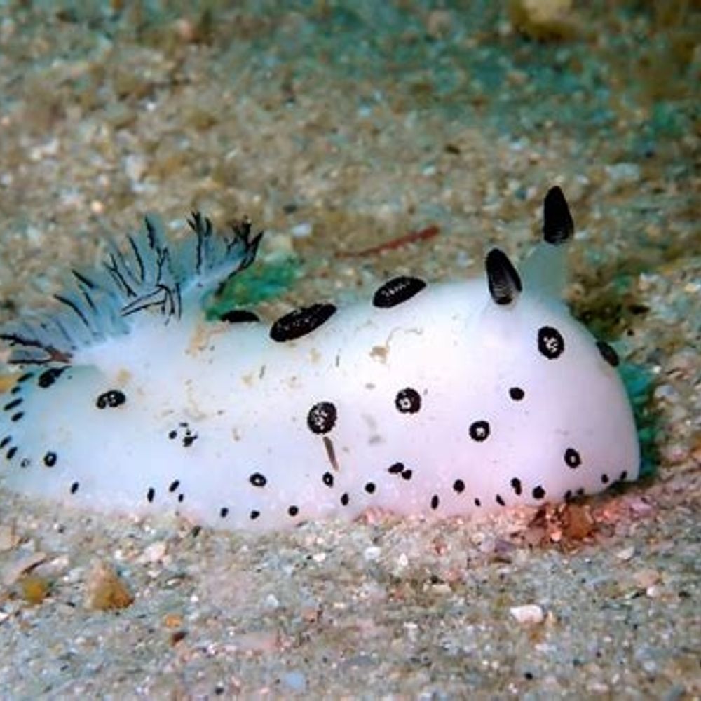 Madame Slug