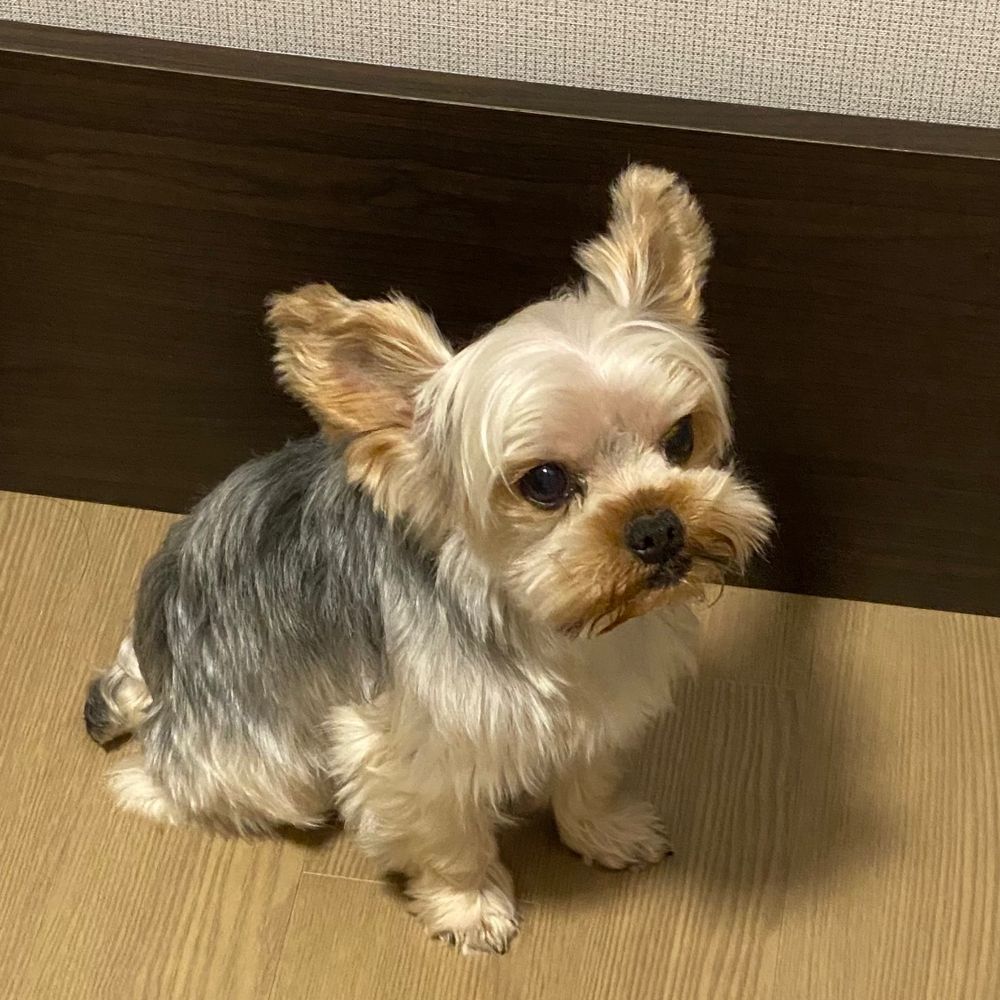 연두네