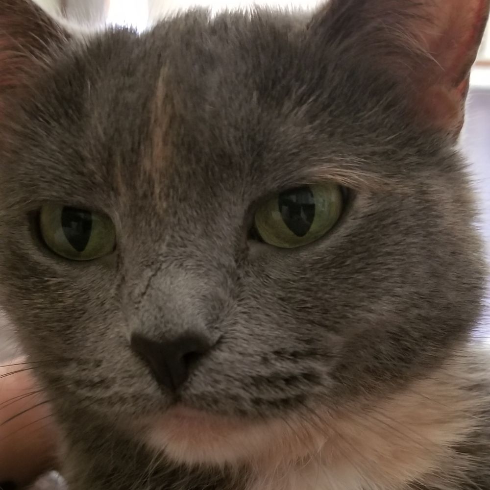 🌸 Cat 🌸