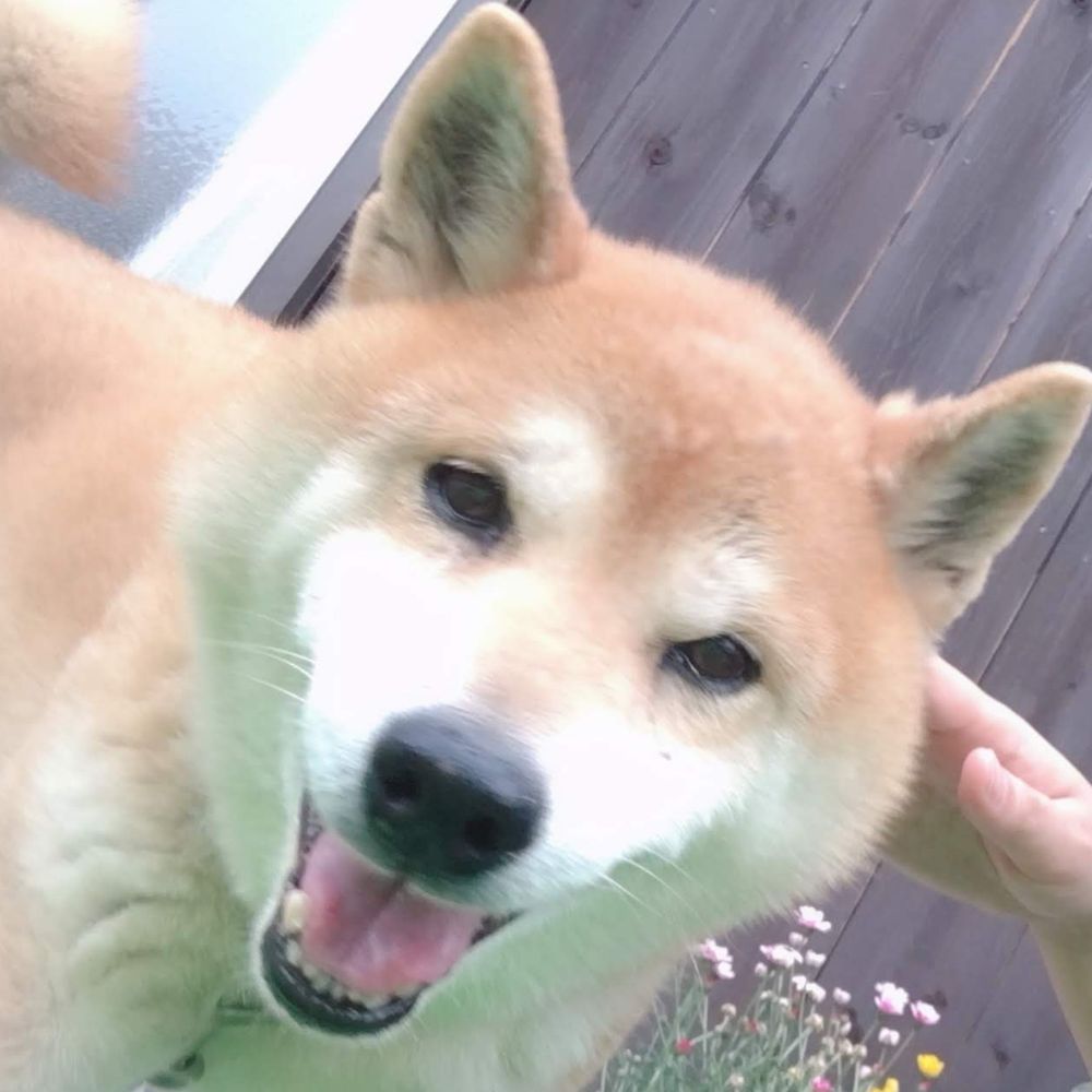 まろまゆ