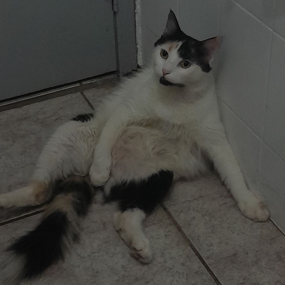 falcãobia