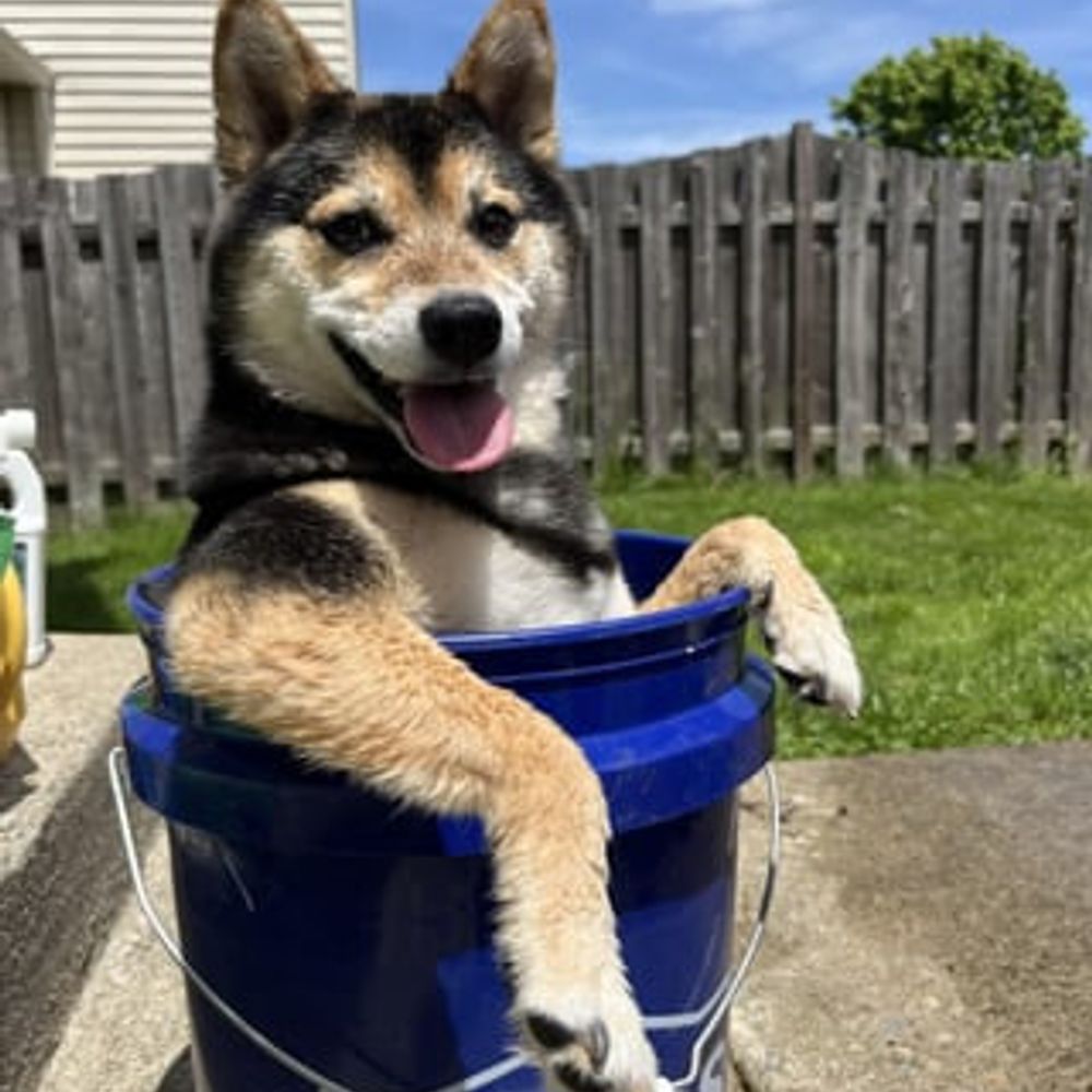 Shiba Inu Dog Lover