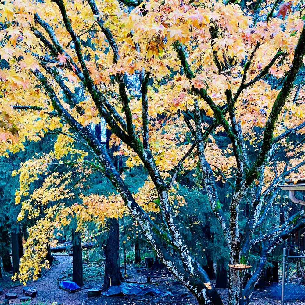 forestnana