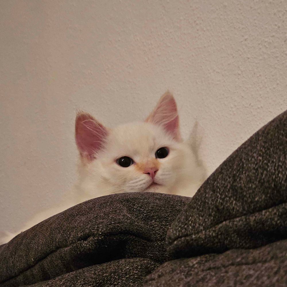 Dominik