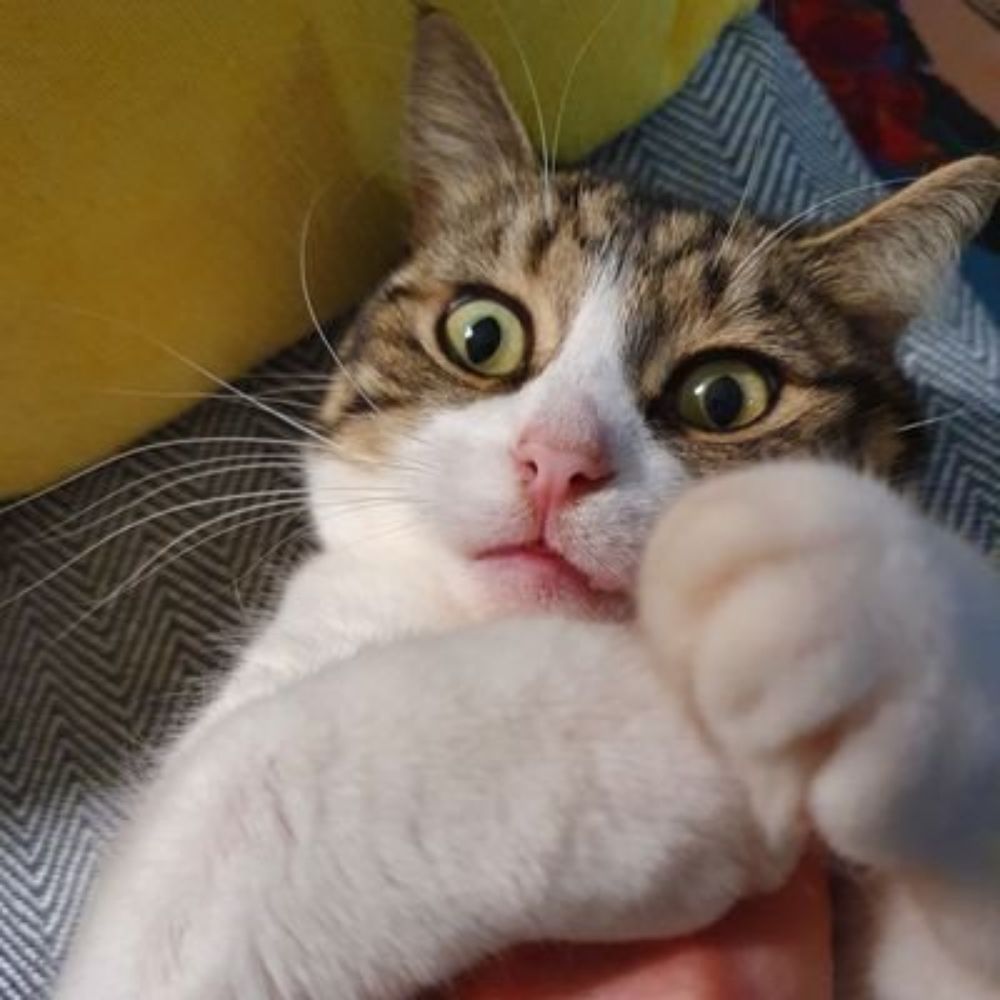 Thomas