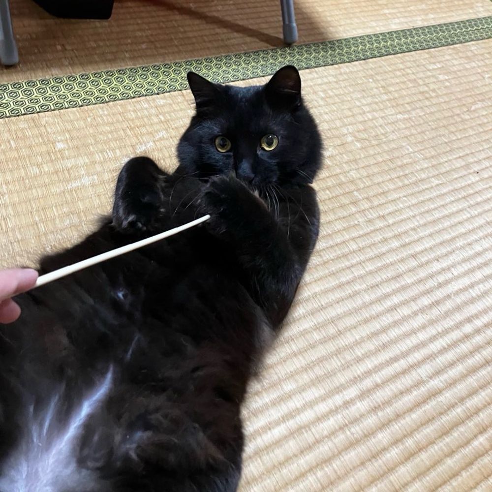 イフ姉