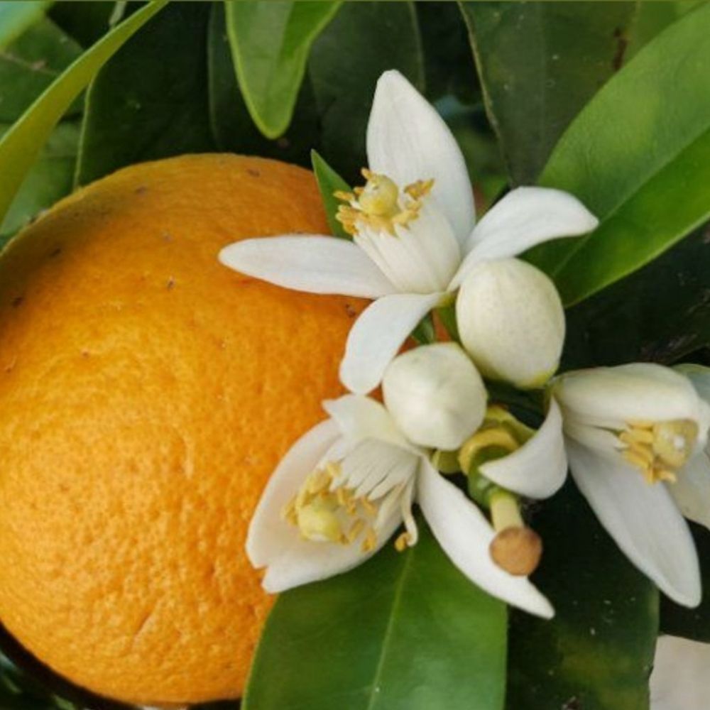 🔸️رویای بهار نارنج