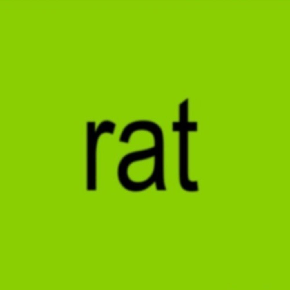 rat