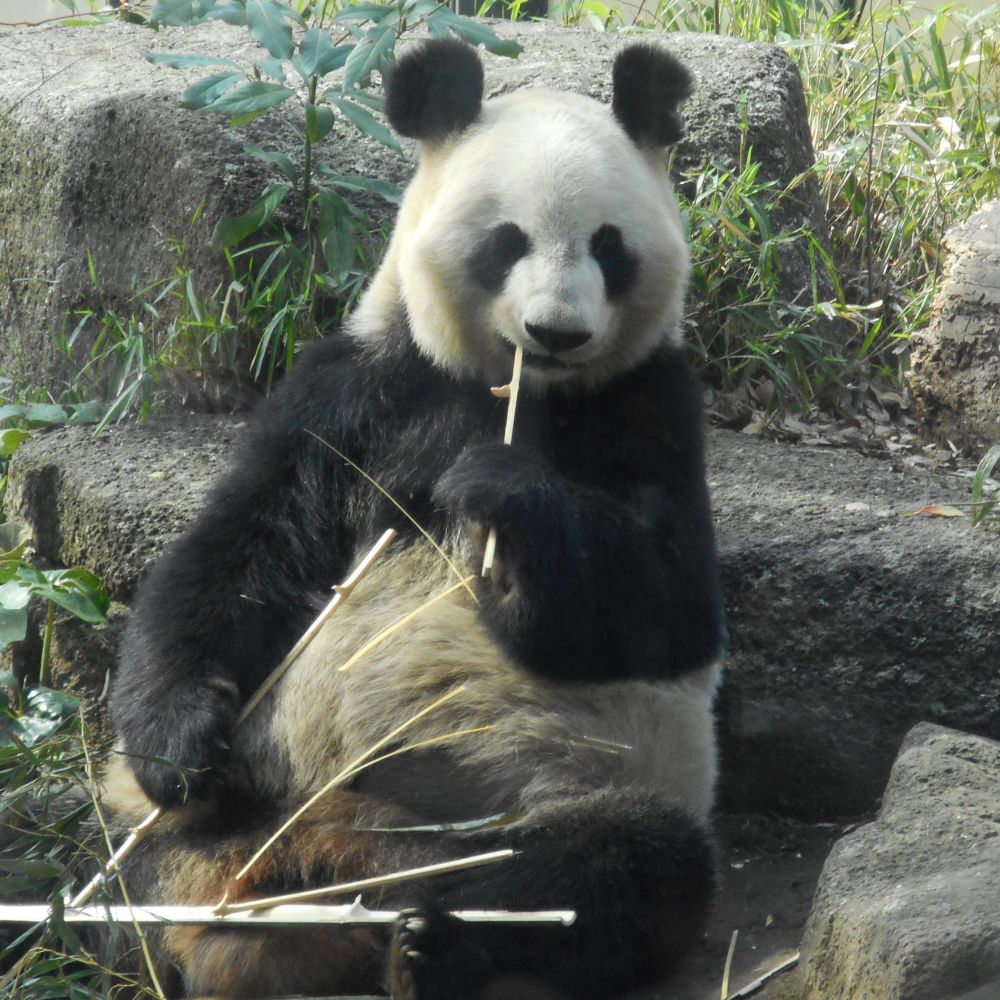 伊吹泰郎