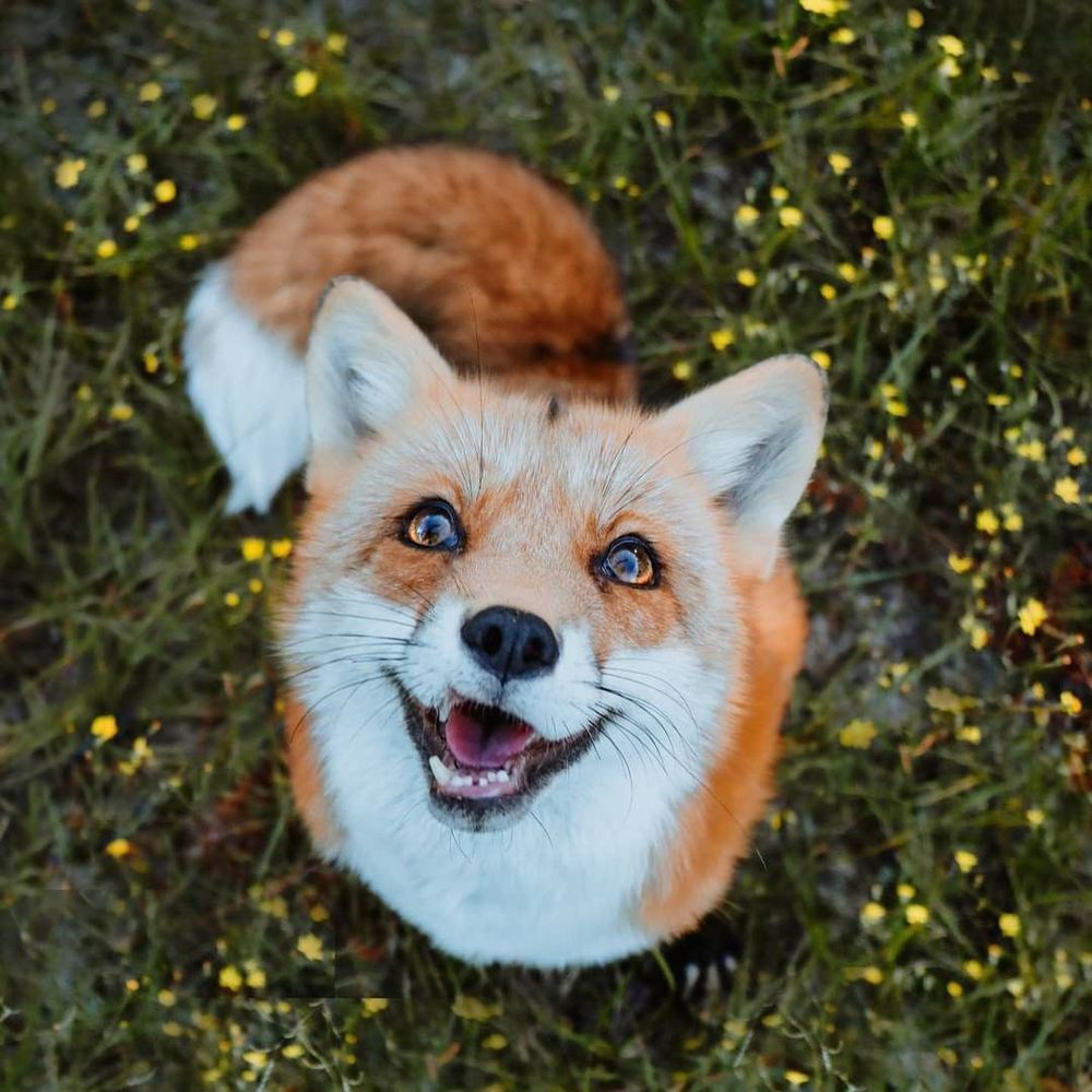 Пухнаста лисиця 🦊