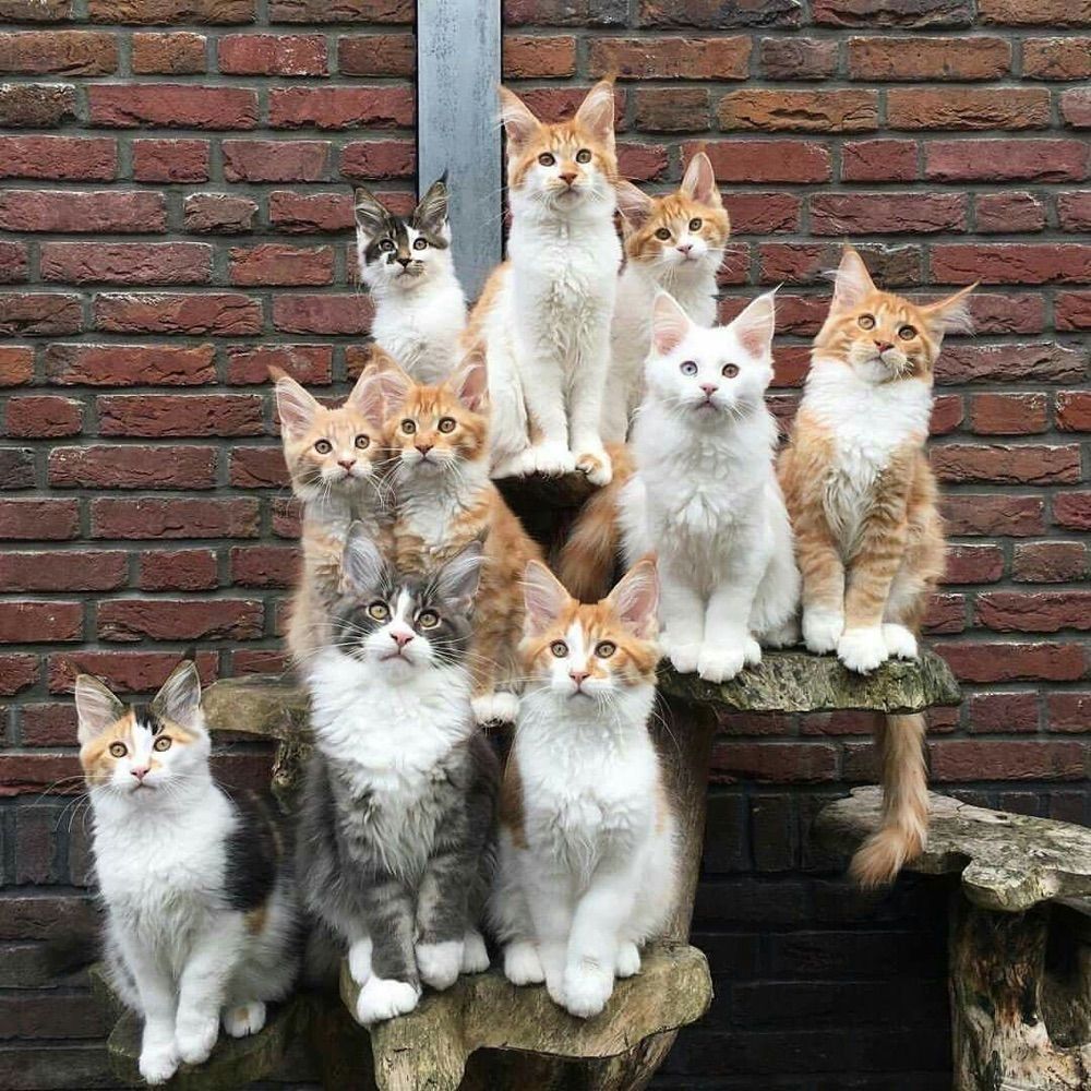 KittyHaven