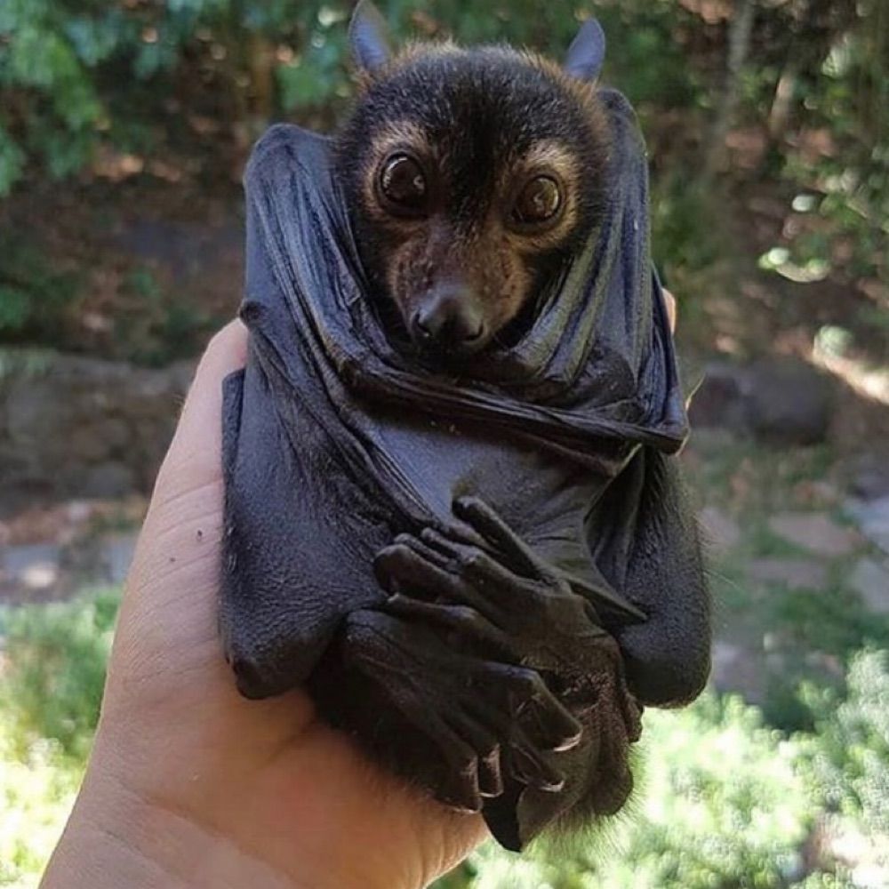 Book Bat