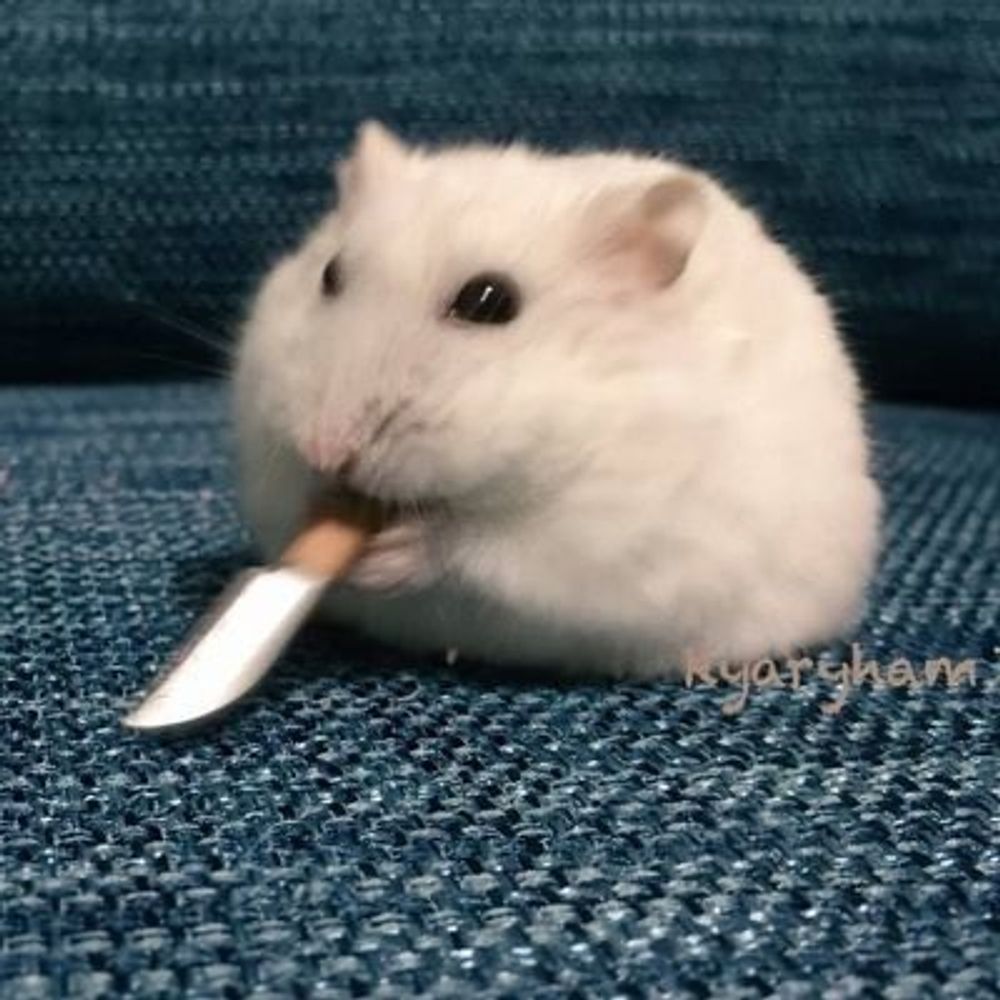왓더덕