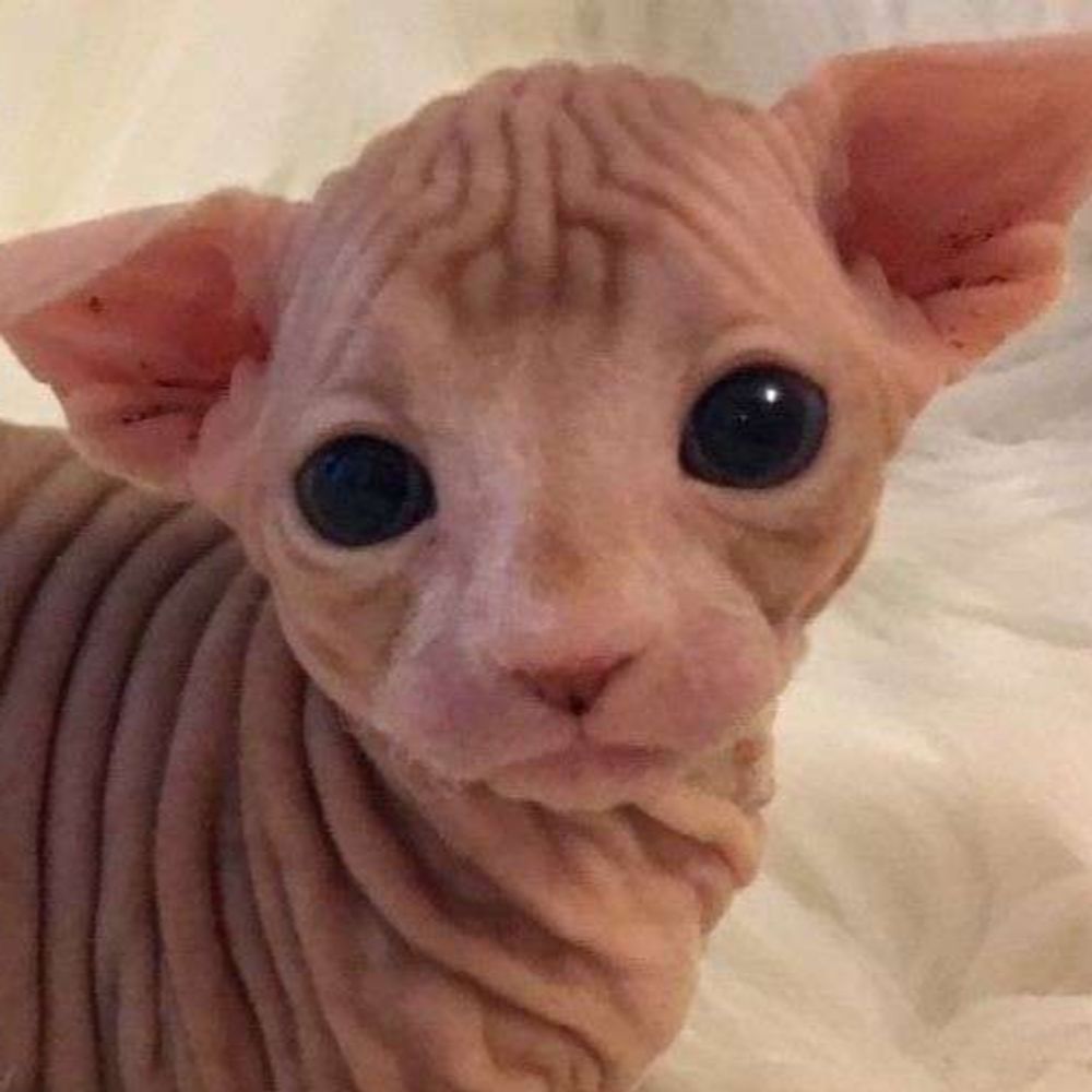 ₍ᐢ. .ᐢ₎ ₊˚⊹♡ KITTYYYY!!!₍ᐢ. .ᐢ₎ ₊˚⊹♡