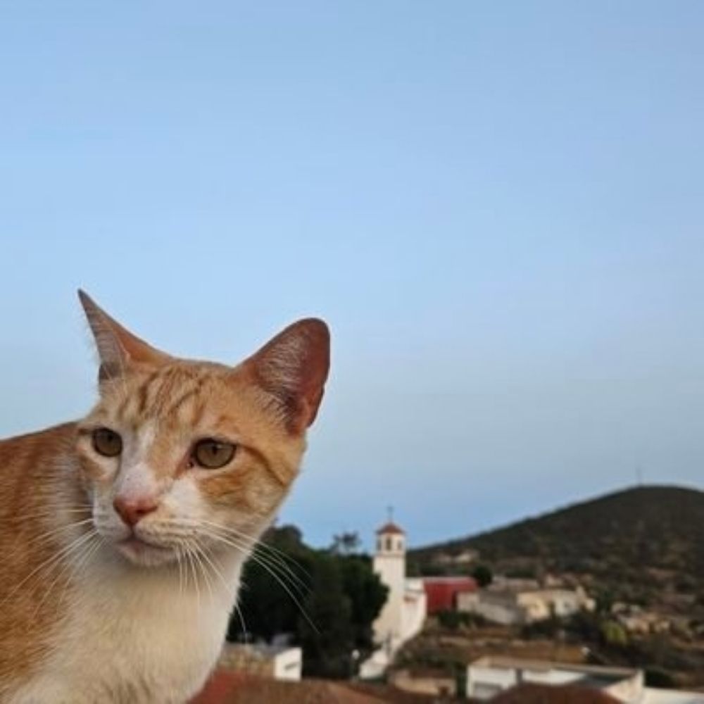Alejandro