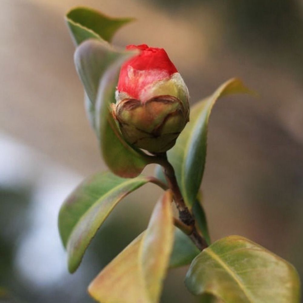 Camellia_10010
