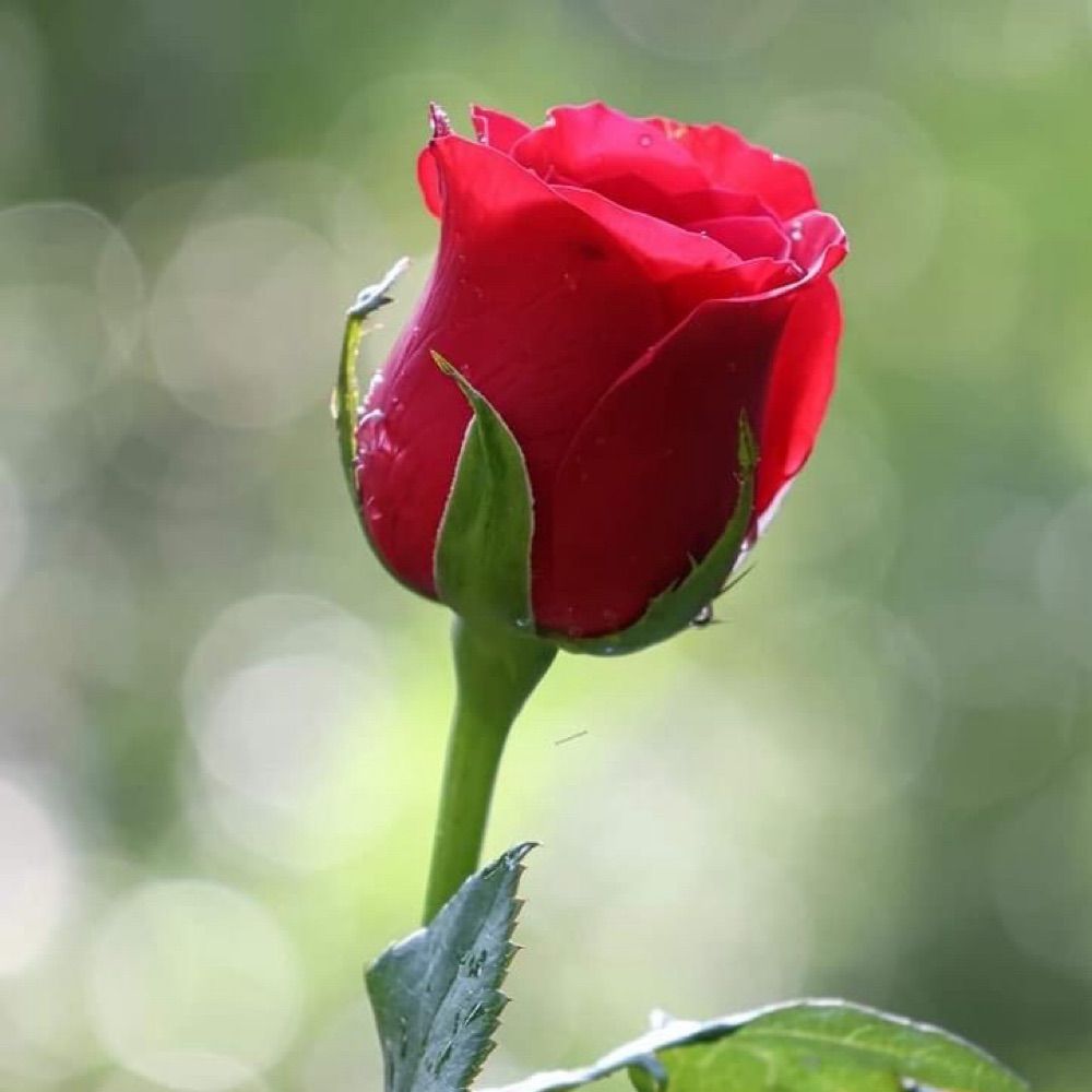 Tahir.Swati