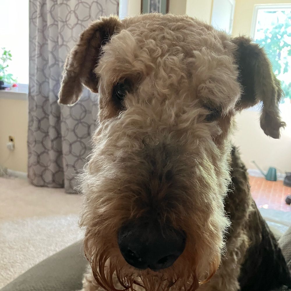 Maverick the Airedale