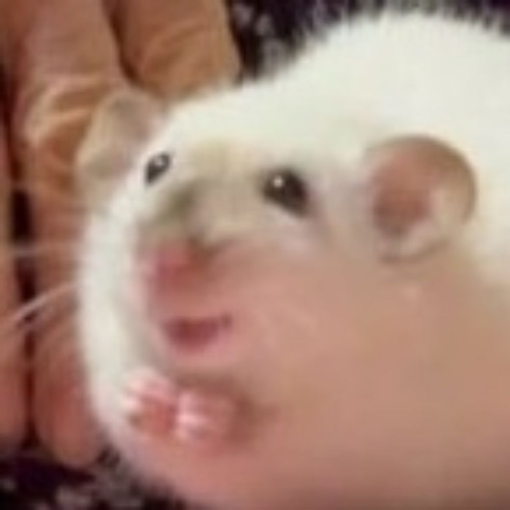 타비