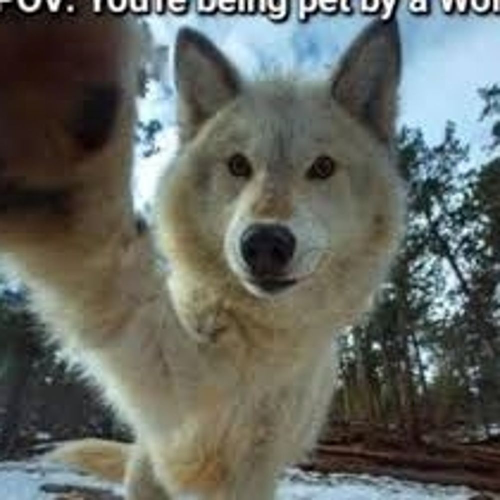 freak off a leash