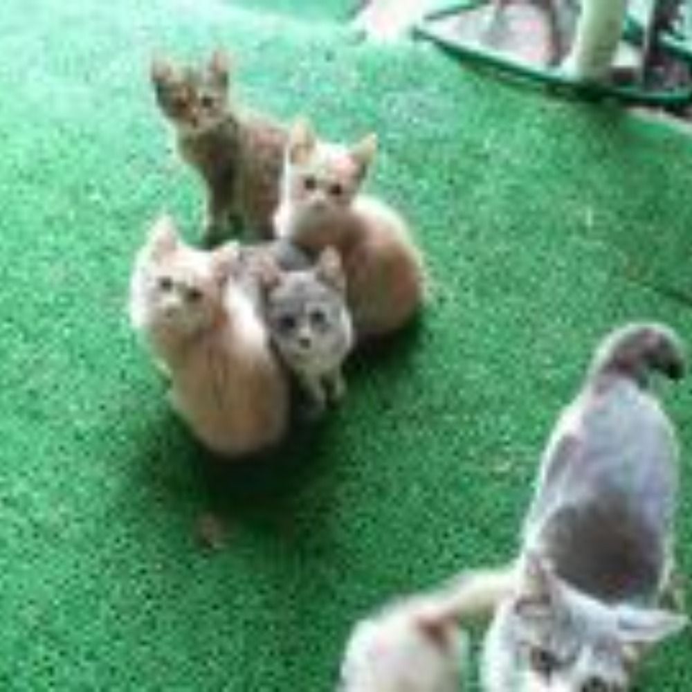 あっぴぃ