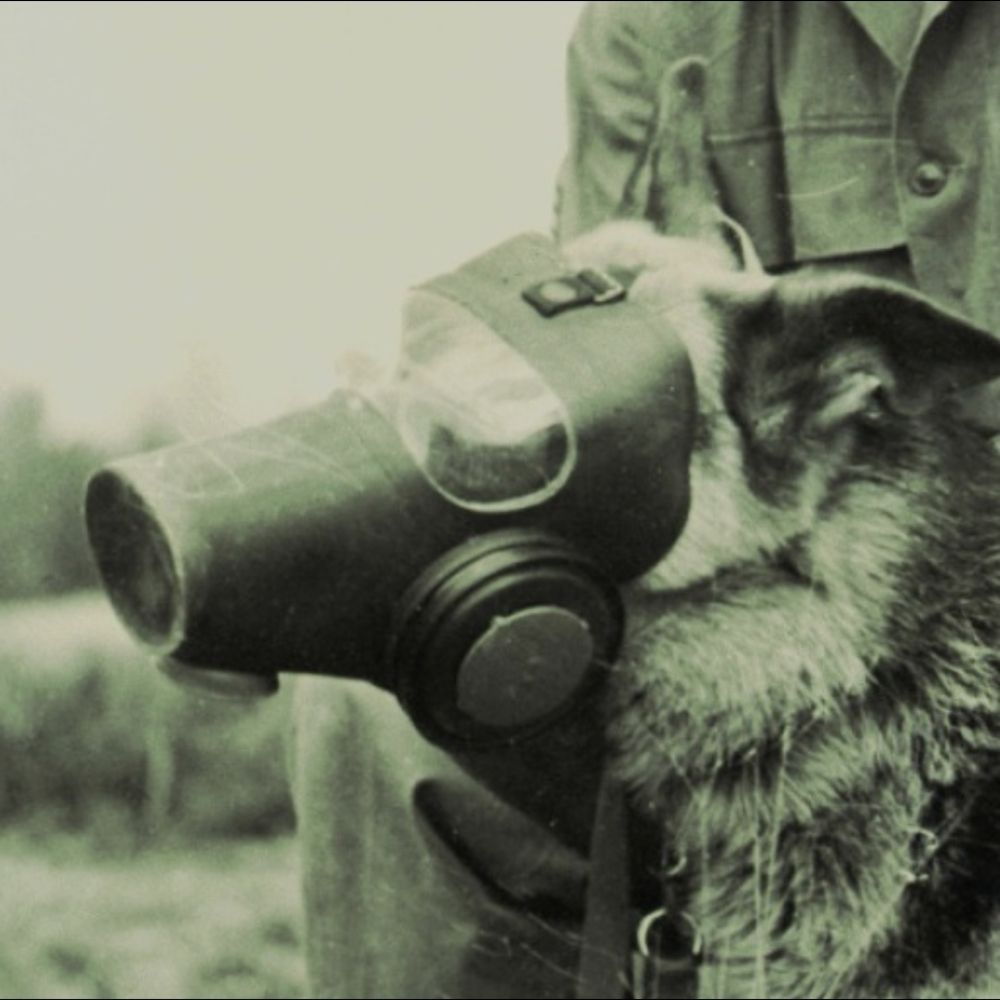 dogthing🐾