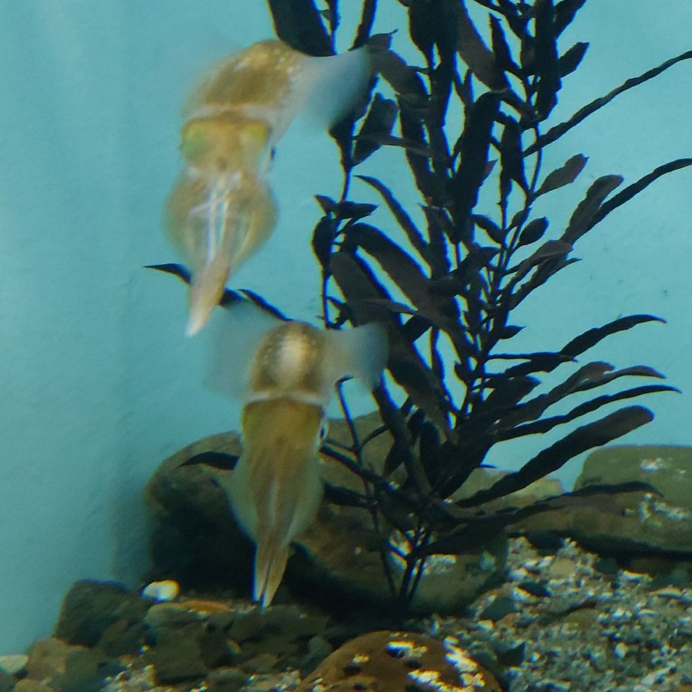 さく