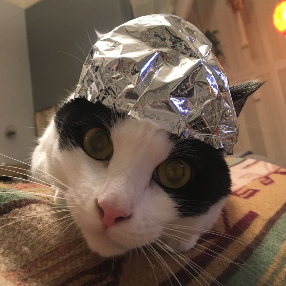 Oddrey the Cat