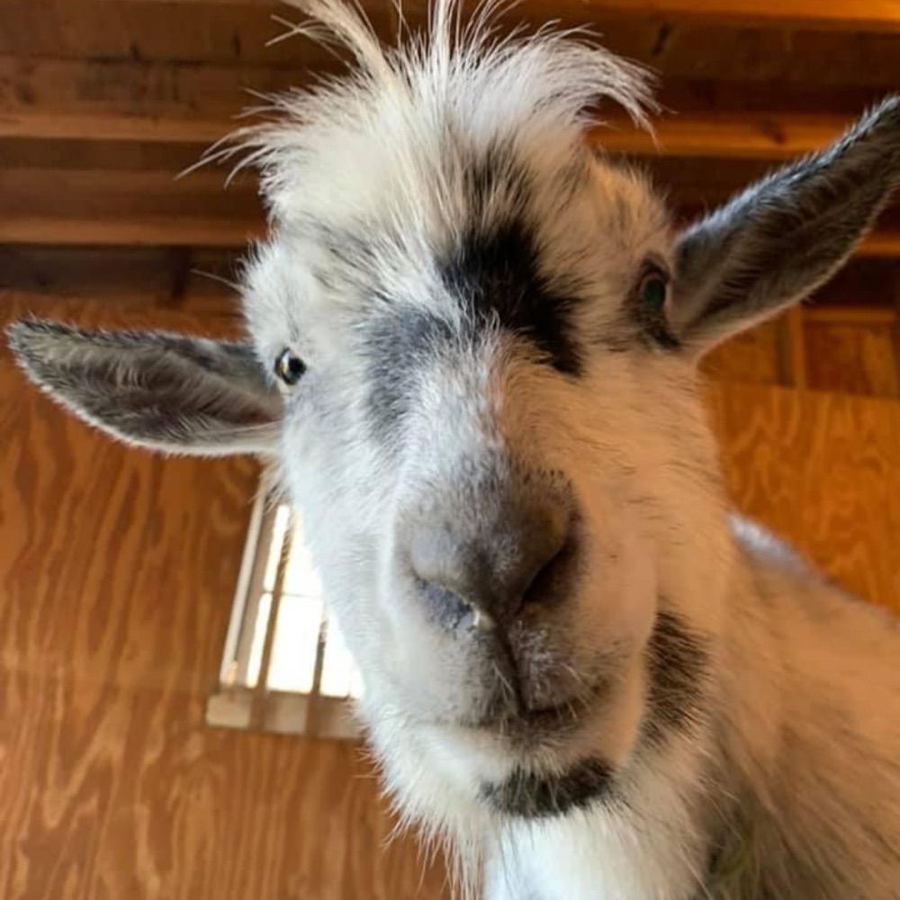 Clover Ridge Animal Sanctuary
