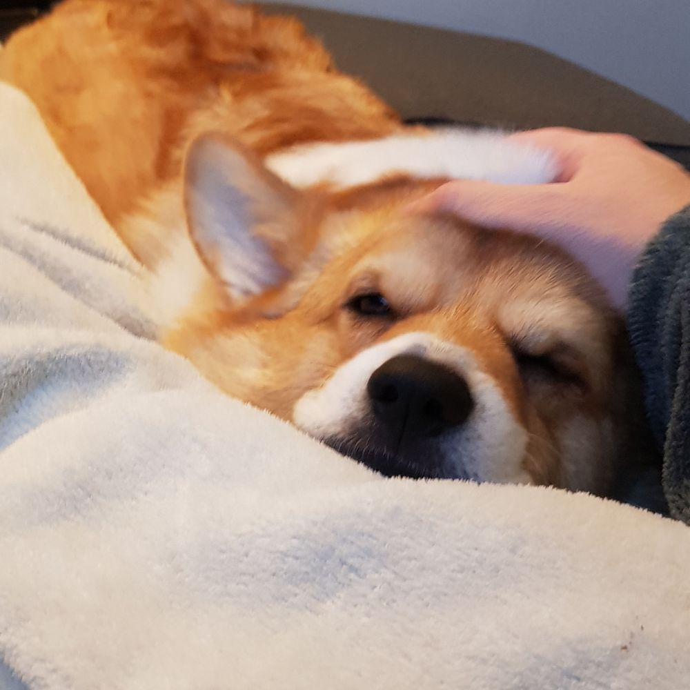 Reggie Dev