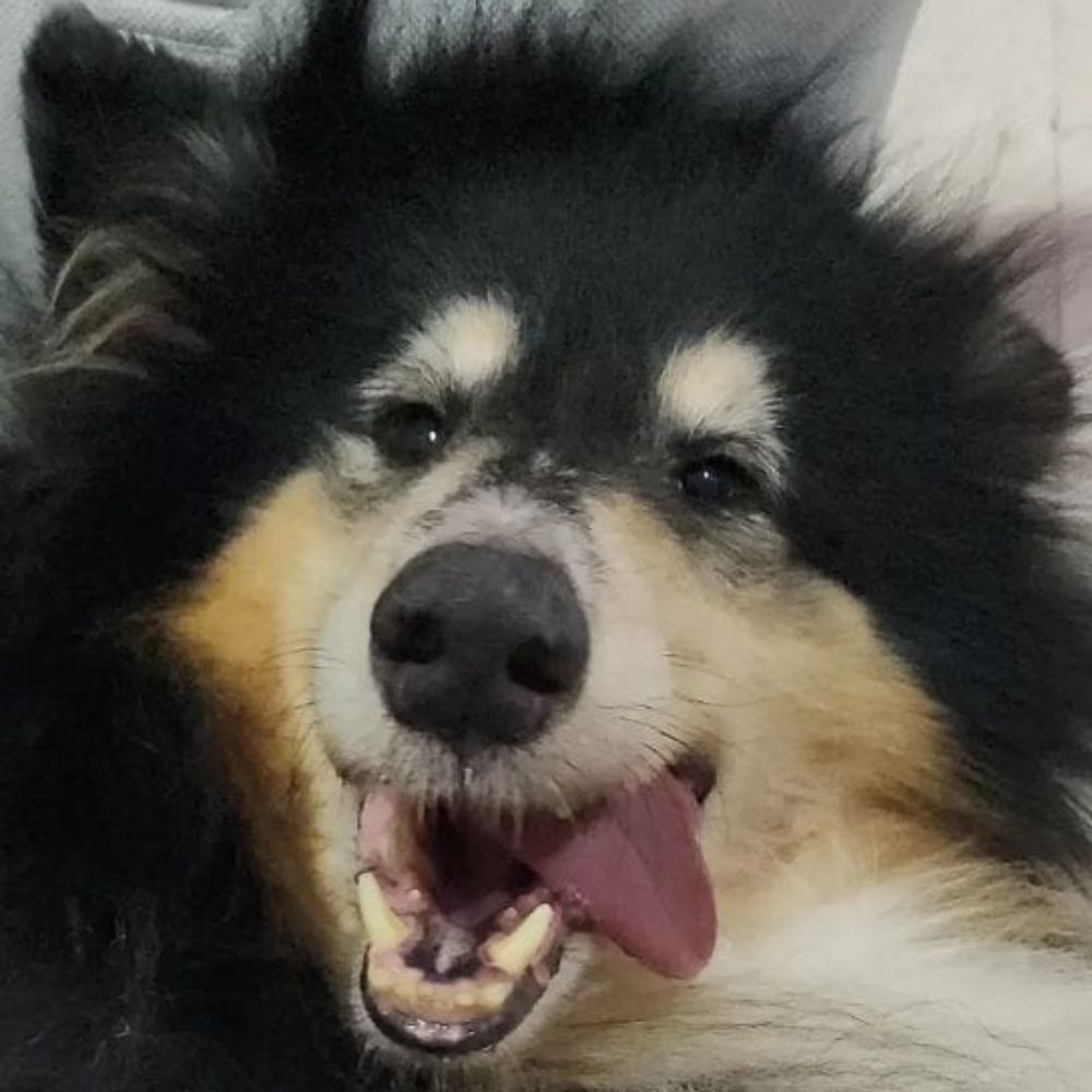 Dante