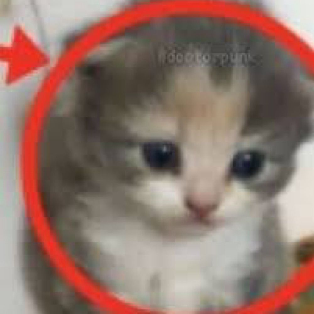 gatinho tadinho