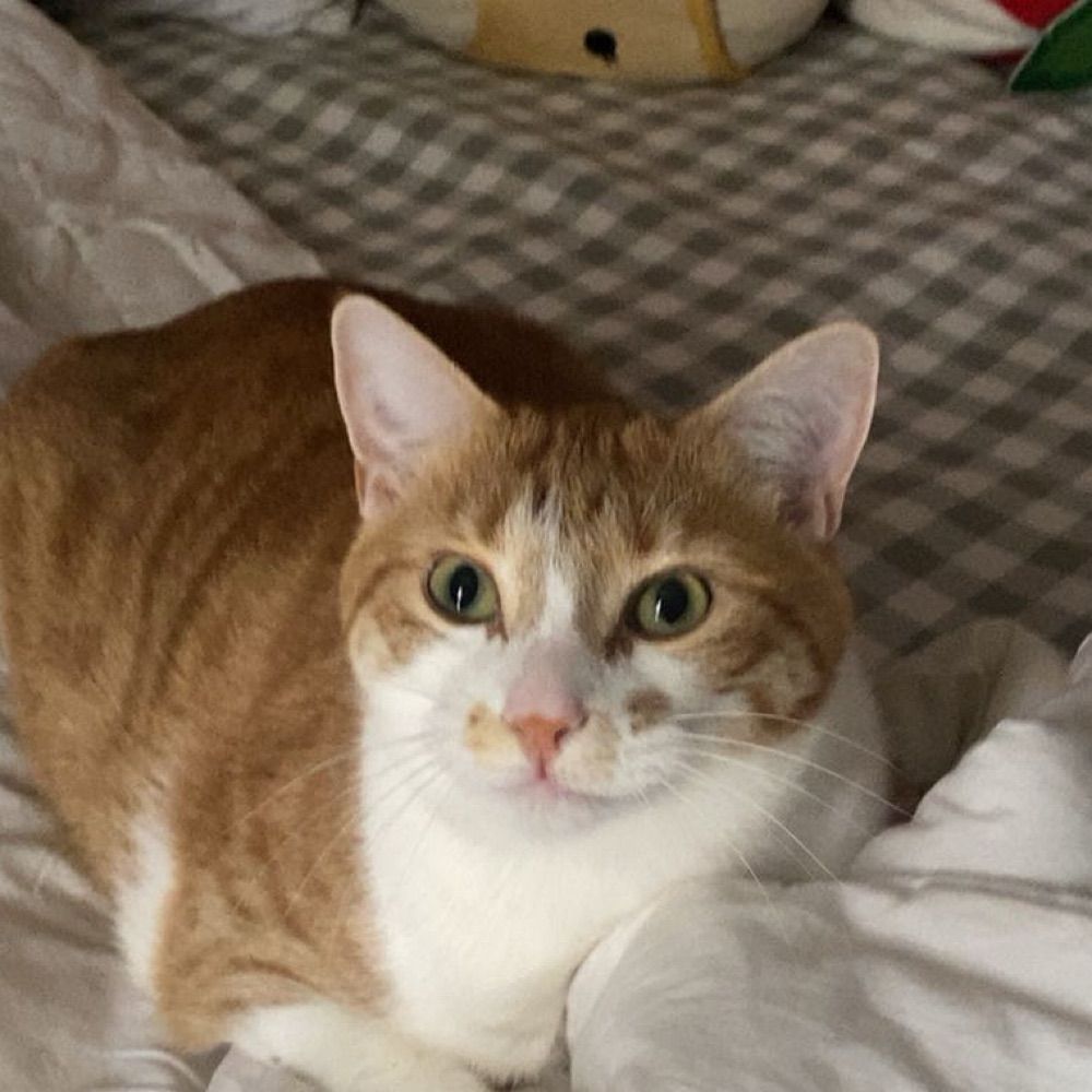 gemma :D